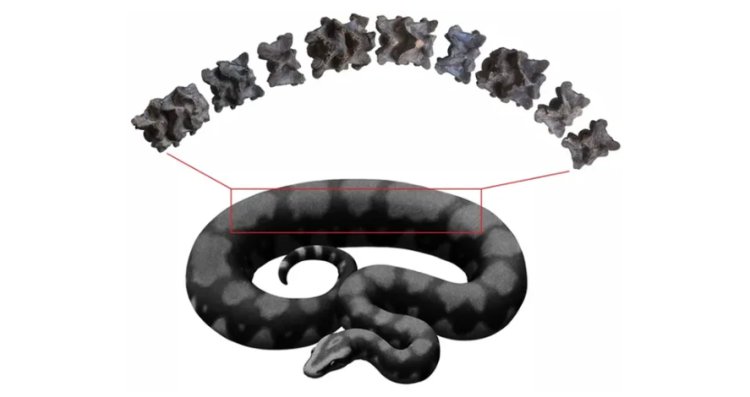 Largest snake fossils -  గుజరాత్‌లో అతిపెద్ద పాము శిలాజాలు గుర్తింపు